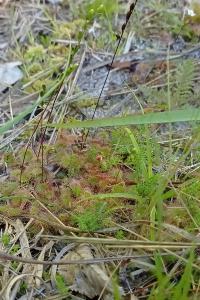<i>Drosera rotundifolia</i>