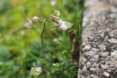 <i>Draba verna</i>