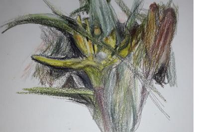 <i>Gagea pratensis</i>
