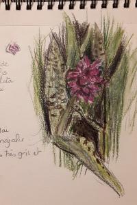 <i>Dactylorhiza majalis</i>