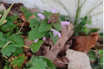 <i>Lamium purpureum</i>