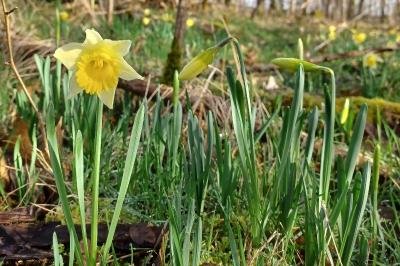 <i>Narcissus pseudonarcissus</i>