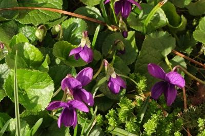 <i>Viola odorata</i>