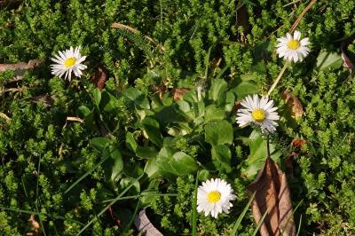 <i>Bellis perennis</i>