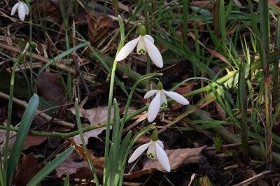 <i>Galanthus nivalis</i>