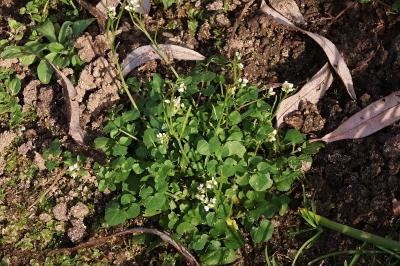 <i>Cardamine hirsuta</i>