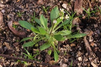 <i>Draba verna</i>