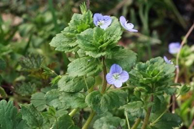 <i>Veronica persica</i>