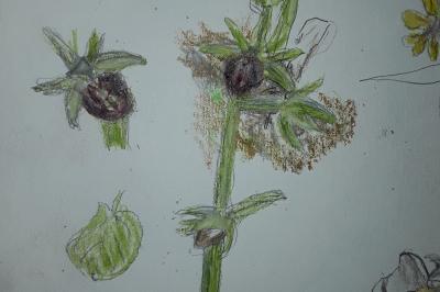 <i>Ophrys aranifera</i>