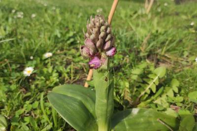 <i>Himantoglossum robertianum</i>
