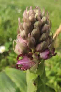 <i>Himantoglossum robertianum</i>