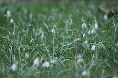 <i>Galanthus nivalis</i>