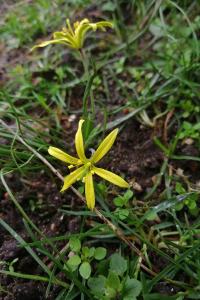 <i>Gagea villosa</i>