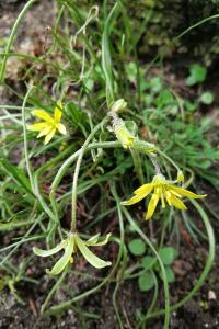 <i>Gagea villosa</i>