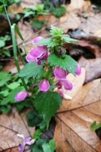 <i>Lamium maculatum</i>