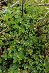 <i>Hypericum humifusum</i>