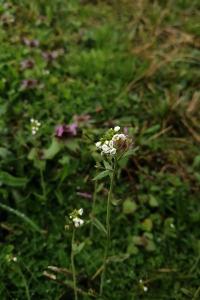 <i>Arabidopsis thaliana</i>