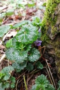 <i>Glechoma hederacea</i>