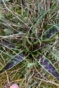 <i>Orchis mascula</i>
