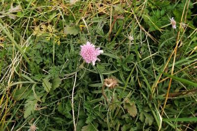 <i>Scabiosa columbaria</i>