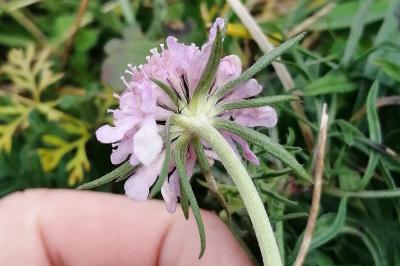 <i>Scabiosa columbaria</i>
