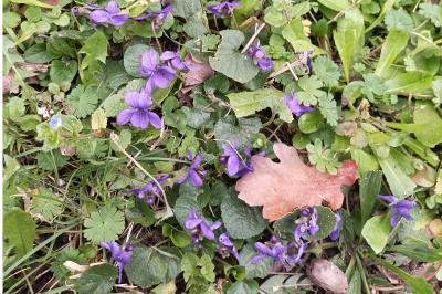 <i>Viola odorata</i>