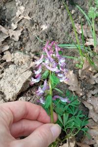 <i>Corydalis solida</i>