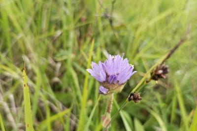 <i>Campanula cervicaria</i>
