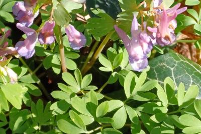 <i>Corydalis solida</i>
