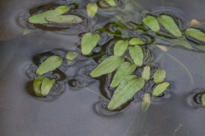 <i>Luronium natans</i>