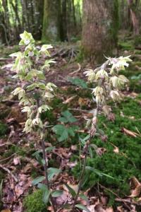 <i>Epipactis purpurata</i>
