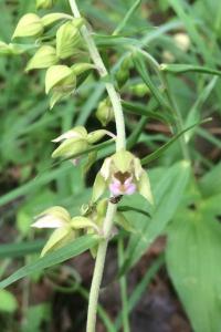 <i>Epipactis helleborine</i>