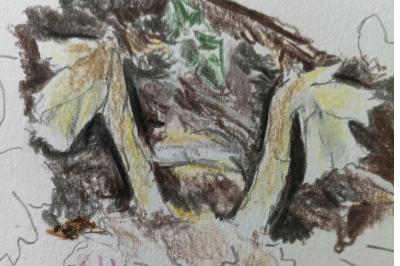 <i>Hypopitys monotropa</i>