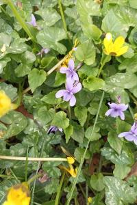 <i>Viola reichenbachiana</i>