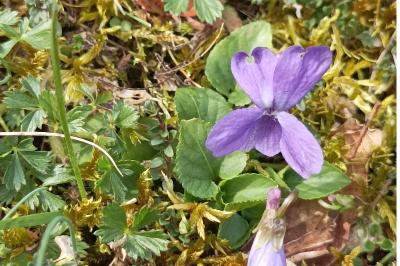 <i>Viola hirta</i>