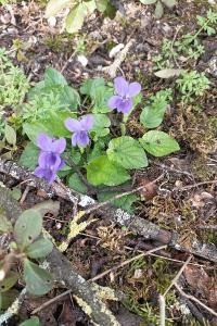 <i>Viola hirta</i>