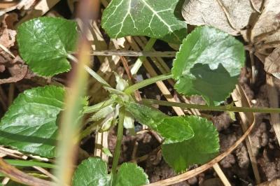 <i>Viola hirta</i>