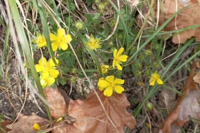 <i>Potentilla verna</i>