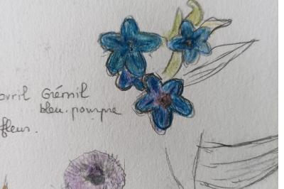 <i>Aegonychon purpurocaeruleum</i>