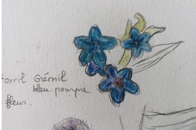 <i>Aegonychon purpurocaeruleum</i>