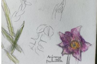 <i>Pulsatilla vulgaris</i>