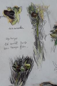 <i>Ophrys virescens</i>