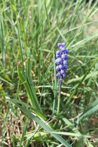 <i>Muscari botryoides</i>