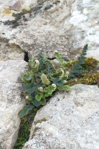 <i>Asplenium ceterach</i>