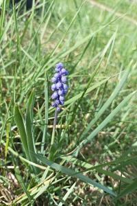 <i>Muscari botryoides</i>