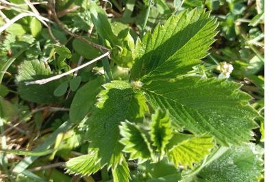 <i>Fragaria viridis</i>