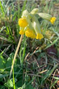 <i>Primula veris</i>