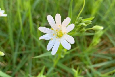 <i>Rabelera holostea</i>