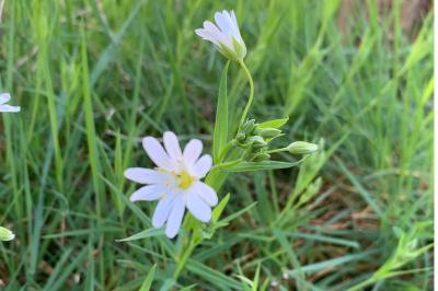 <i>Rabelera holostea</i>
