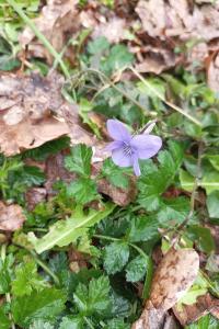 <i>Viola riviniana</i>